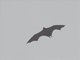 Large Flying Fox (Pteropus vampyrus)