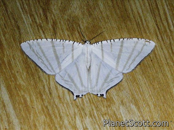 Swallowtail Moth (Urapteroides astheniata)