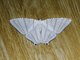 Swallowtail Moth (Urapteroides astheniata)
