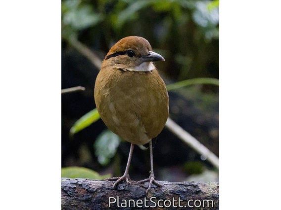 Schneider's Pitta (Hydrornis schneideri)