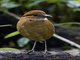 Schneider's Pitta (Hydrornis schneideri)