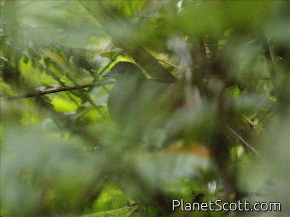 Bronze-tailed Peacock-Pheasant (Polyplectron chalcurum)