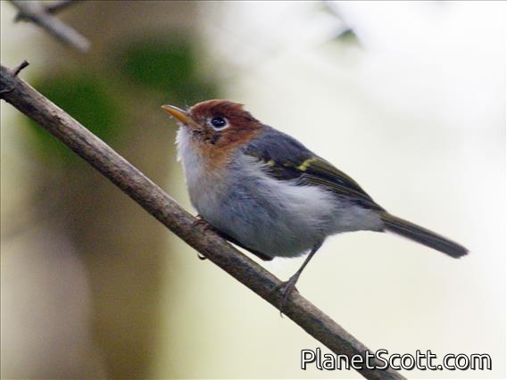 Sunda Warbler (Phylloscopus grammiceps)