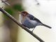Sunda Warbler (Phylloscopus grammiceps)