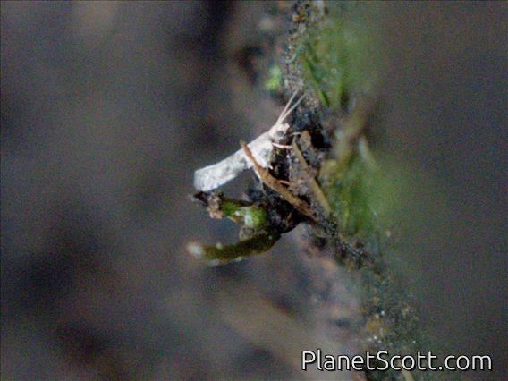 Tortricid Leafroller Moth (Tortricidae sp)
