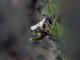 Tortricid Leafroller Moth (Tortricidae sp)