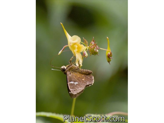 Flat (Celaenorrhinus sp)