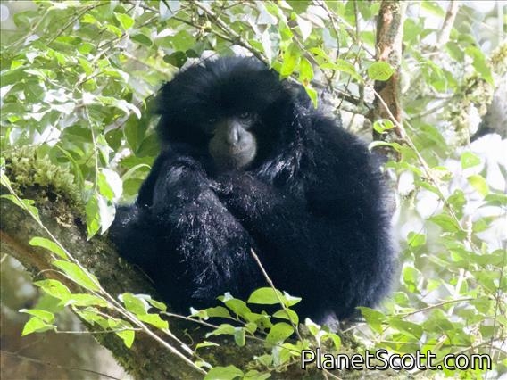 Siamang (Symphalangus syndactylus)