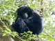 Siamang (Symphalangus syndactylus)