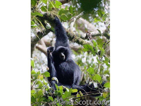 Siamang (Symphalangus syndactylus)