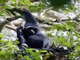 Siamang (Symphalangus syndactylus)
