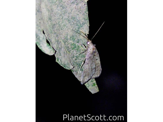 Crambid Snout Moth (Crambidae sp)