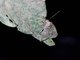 Crambid Snout Moth (Crambidae sp)