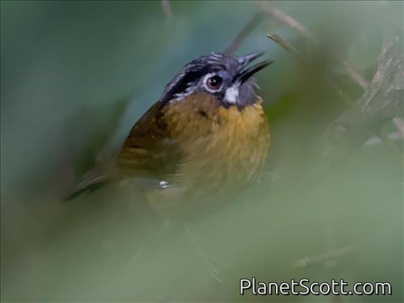 Gray-throated Babbler (Stachyris nigriceps)