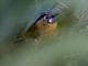 Gray-throated Babbler (Stachyris nigriceps)