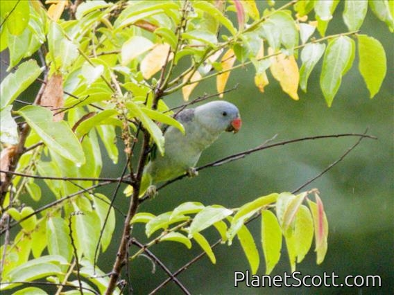 Blue-rumped Parrot (Psittinus cyanurus)