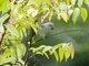 Blue-rumped Parrot (Psittinus cyanurus)