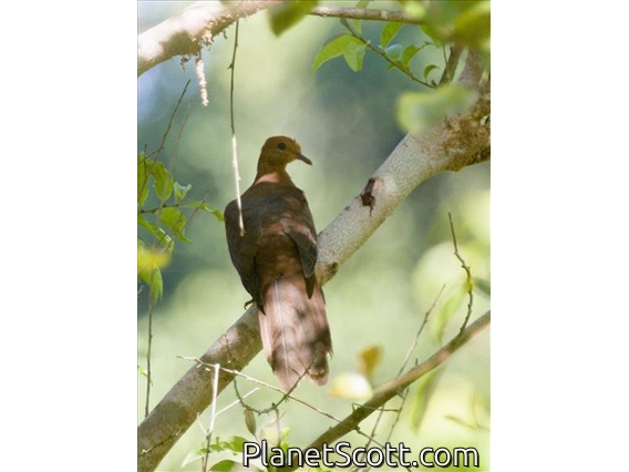 Barusan Cuckoo-Dove (Macropygia modiglianii)