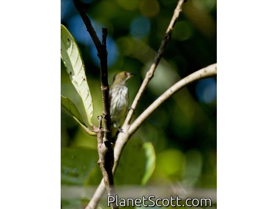 Yellow-vented Flowerpecker (Pachyglossa chrysorrhea)