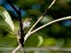 Yellow-vented Flowerpecker (Pachyglossa chrysorrhea)