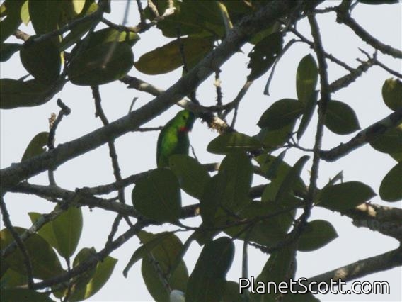 Blue-crowned Hanging-Parrot (Loriculus galgulus)