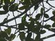 Blue-crowned Hanging-Parrot (Loriculus galgulus)
