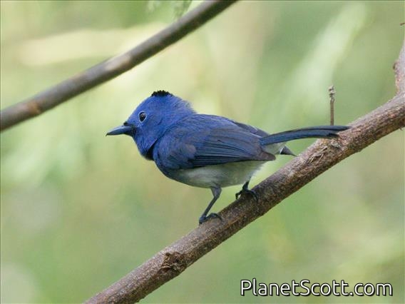 Black-naped Monarch (Hypothymis azurea)