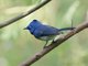 Black-naped Monarch (Hypothymis azurea)