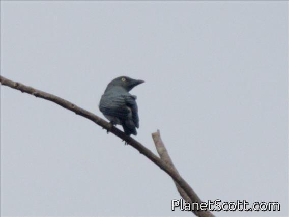 Bar-bellied Cuckooshrike (Coracina striata)
