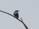 Bar-bellied Cuckooshrike (Coracina striata)