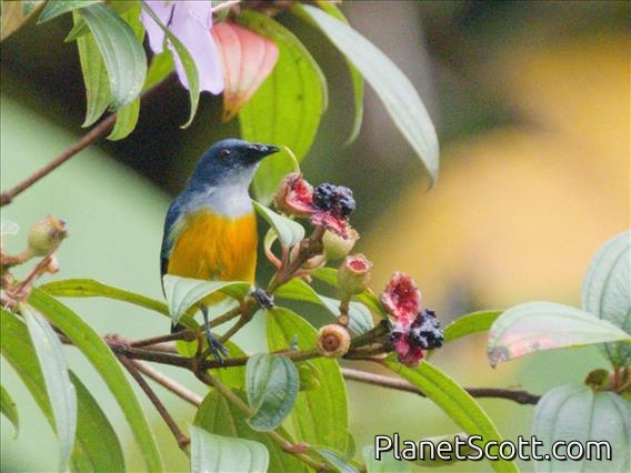 Orange-bellied Flowerpecker (Dicaeum trigonostigma)