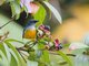 Orange-bellied Flowerpecker (Dicaeum trigonostigma)