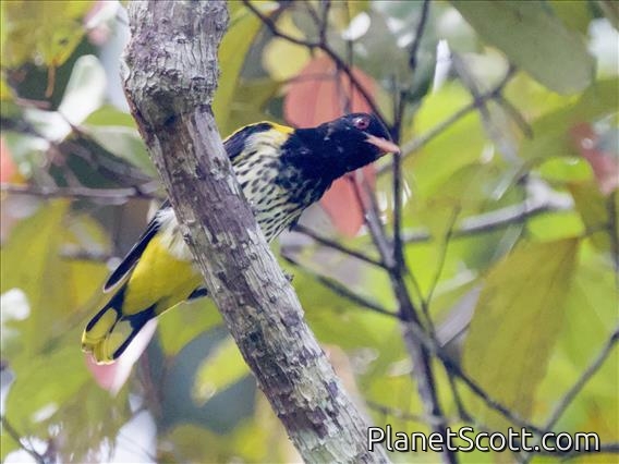 Dark-throated Oriole (Oriolus xanthonotus)