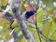 Dark-throated Oriole (Oriolus xanthonotus)