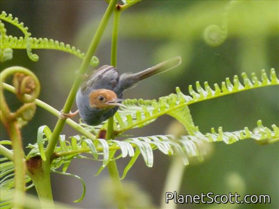 Ashy Tailorbird (Orthotomus ruficeps)