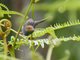 Ashy Tailorbird (Orthotomus ruficeps)