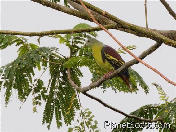Thick-billed Green-Pigeon (Treron curvirostra)