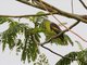 Thick-billed Green-Pigeon (Treron curvirostra)