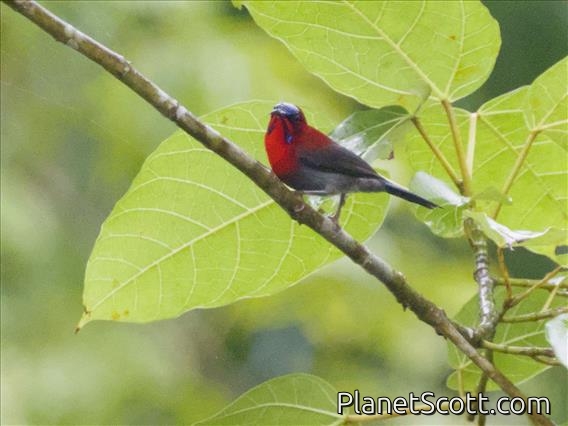 Crimson Sunbird (Aethopyga siparaja) - Male