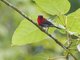 Crimson Sunbird (Aethopyga siparaja) - Male