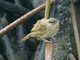 Olive-winged Bulbul (Pycnonotus plumosus)
