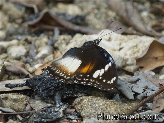 Great Eggfly (Hypolimnas bolina)