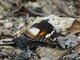 Great Eggfly (Hypolimnas bolina)