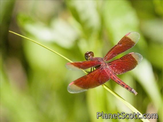 Straight-edge Red Parasol (Neurothemis terminata)