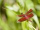 Straight-edge Red Parasol (Neurothemis terminata)