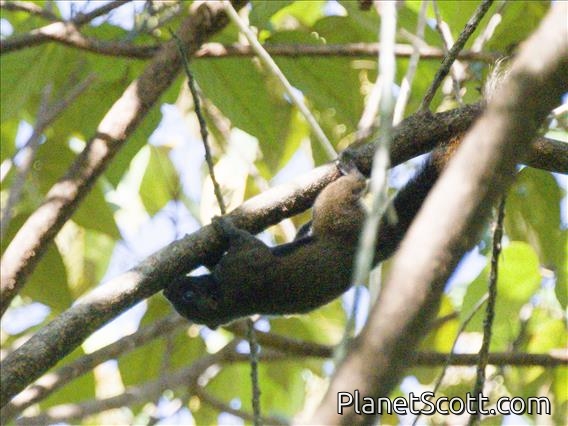 Mentawai Squirrel (Callosciurus melanogaster)