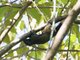 Mentawai Squirrel (Callosciurus melanogaster)