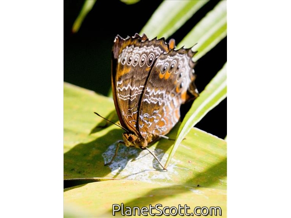 Wizard (Rhinopalpa polynice)