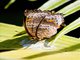 Wizard (Rhinopalpa polynice)