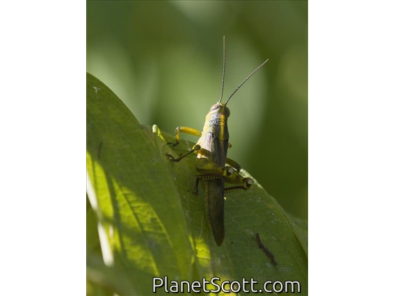 Javanese Grasshopper (Valanga nigricornis)